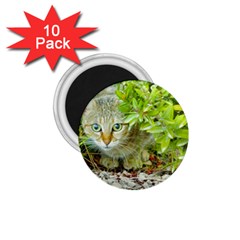 Hidden Domestic Cat With Alert Expression 1 75  Magnets (10 Pack)  by dflcprints