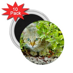 Hidden Domestic Cat With Alert Expression 2 25  Magnets (10 Pack)  by dflcprints