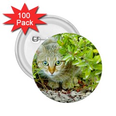 Hidden Domestic Cat With Alert Expression 2 25  Buttons (100 Pack)  by dflcprints