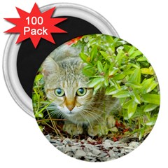 Hidden Domestic Cat With Alert Expression 3  Magnets (100 Pack) by dflcprints