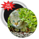 Hidden Domestic Cat With Alert Expression 3  Magnets (100 pack) Front