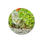 Hidden Domestic Cat With Alert Expression Magnet 3  (Round) Front