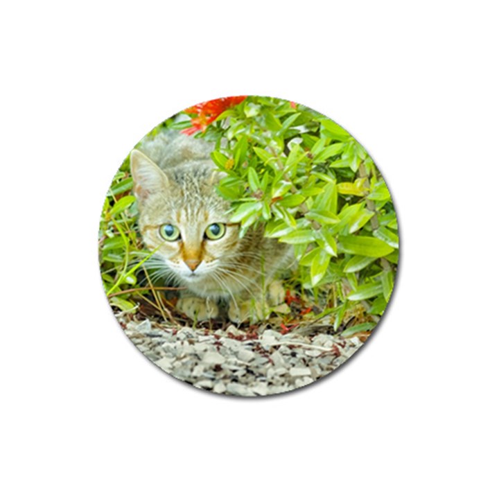 Hidden Domestic Cat With Alert Expression Magnet 3  (Round)