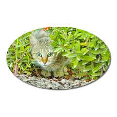 Hidden Domestic Cat With Alert Expression Oval Magnet by dflcprints