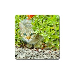 Hidden Domestic Cat With Alert Expression Square Magnet by dflcprints