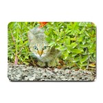 Hidden Domestic Cat With Alert Expression Small Doormat  24 x16  Door Mat