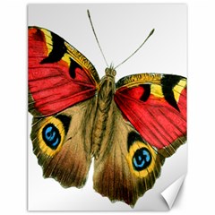 Butterfly Bright Vintage Drawing Canvas 12  X 16   by Nexatart