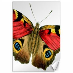 Butterfly Bright Vintage Drawing Canvas 20  X 30   by Nexatart