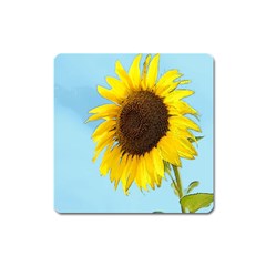 Sunflower Square Magnet by Valentinaart