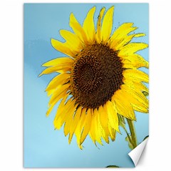 Sunflower Canvas 36  X 48  