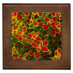 Flower Red Nature Garden Natural Framed Tiles by Nexatart