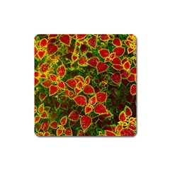 Flower Red Nature Garden Natural Square Magnet by Nexatart