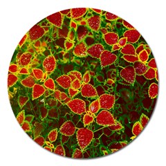 Flower Red Nature Garden Natural Magnet 5  (round) by Nexatart