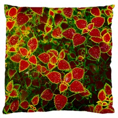 Flower Red Nature Garden Natural Large Cushion Case (one Side) by Nexatart