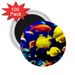 Tropical fish 2.25  Magnets (100 pack)  Front