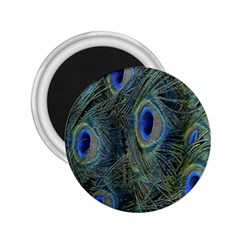 Peacock Feathers Blue Bird Nature 2 25  Magnets by Nexatart