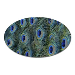 Peacock Feathers Blue Bird Nature Oval Magnet by Nexatart