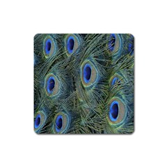 Peacock Feathers Blue Bird Nature Square Magnet by Nexatart