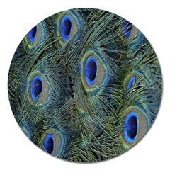 Peacock Feathers Blue Bird Nature Magnet 5  (round) by Nexatart