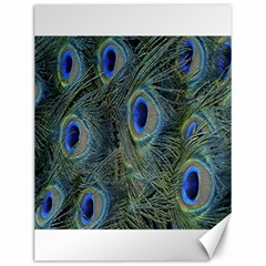 Peacock Feathers Blue Bird Nature Canvas 12  X 16   by Nexatart