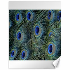 Peacock Feathers Blue Bird Nature Canvas 18  X 24   by Nexatart