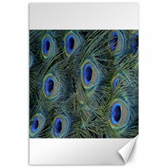 Peacock Feathers Blue Bird Nature Canvas 20  X 30   by Nexatart