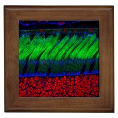 Cells Rainbow Framed Tiles