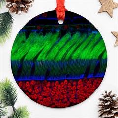 Cells Rainbow Ornament (round) by Mariart