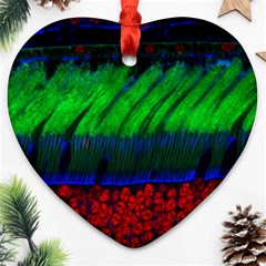 Cells Rainbow Ornament (heart) by Mariart