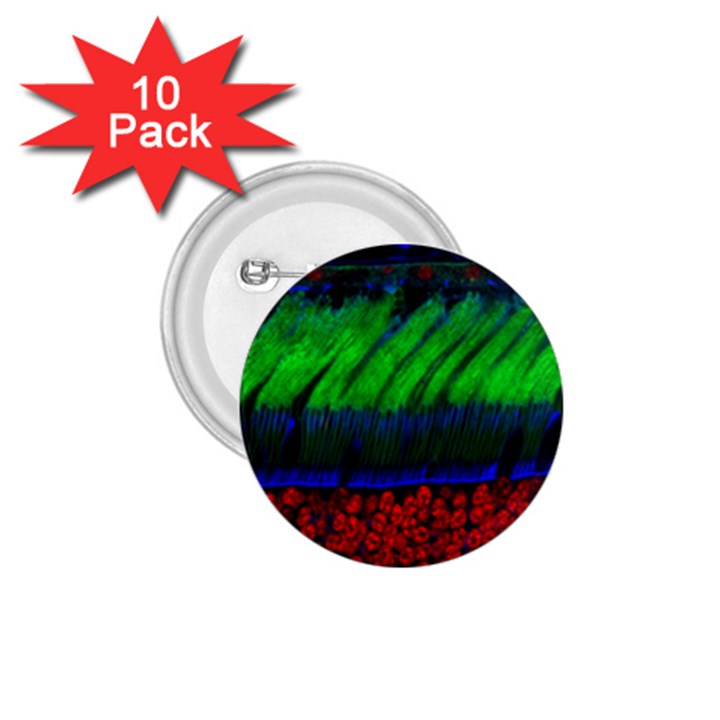 Cells Rainbow 1.75  Buttons (10 pack)