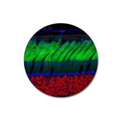 Cells Rainbow Magnet 3  (round)