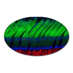 Cells Rainbow Oval Magnet by Mariart