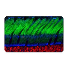 Cells Rainbow Magnet (rectangular) by Mariart