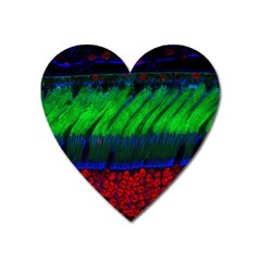 Cells Rainbow Heart Magnet by Mariart