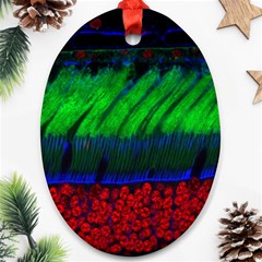 Cells Rainbow Oval Ornament (two Sides) by Mariart