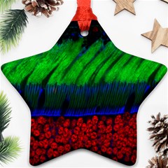 Cells Rainbow Star Ornament (two Sides) by Mariart