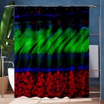 Cells Rainbow Shower Curtain 60  x 72  (Medium)  60 x72  Curtain