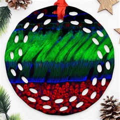 Cells Rainbow Ornament (round Filigree) by Mariart