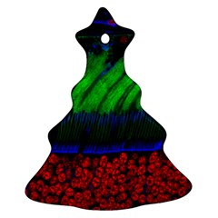 Cells Rainbow Ornament (christmas Tree)  by Mariart