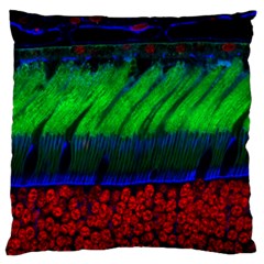 Cells Rainbow Large Cushion Case (two Sides)