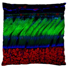 Cells Rainbow Standard Flano Cushion Case (two Sides) by Mariart