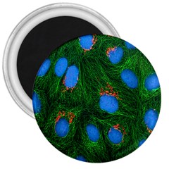 Fluorescence Microscopy Green Blue 3  Magnets by Mariart