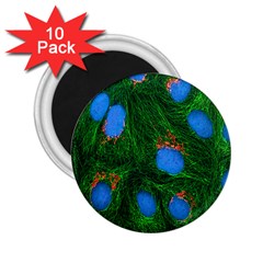 Fluorescence Microscopy Green Blue 2 25  Magnets (10 Pack) 