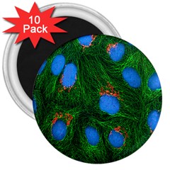 Fluorescence Microscopy Green Blue 3  Magnets (10 Pack)  by Mariart