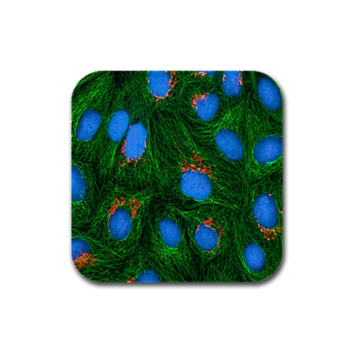 Fluorescence Microscopy Green Blue Rubber Square Coaster (4 pack) 