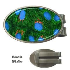 Fluorescence Microscopy Green Blue Money Clips (oval) 