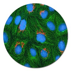 Fluorescence Microscopy Green Blue Magnet 5  (round)