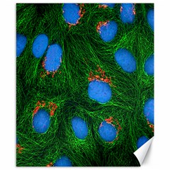 Fluorescence Microscopy Green Blue Canvas 8  X 10  by Mariart