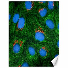 Fluorescence Microscopy Green Blue Canvas 12  X 16  