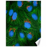 Fluorescence Microscopy Green Blue Canvas 18  x 24   17.8 x23.08  Canvas - 1